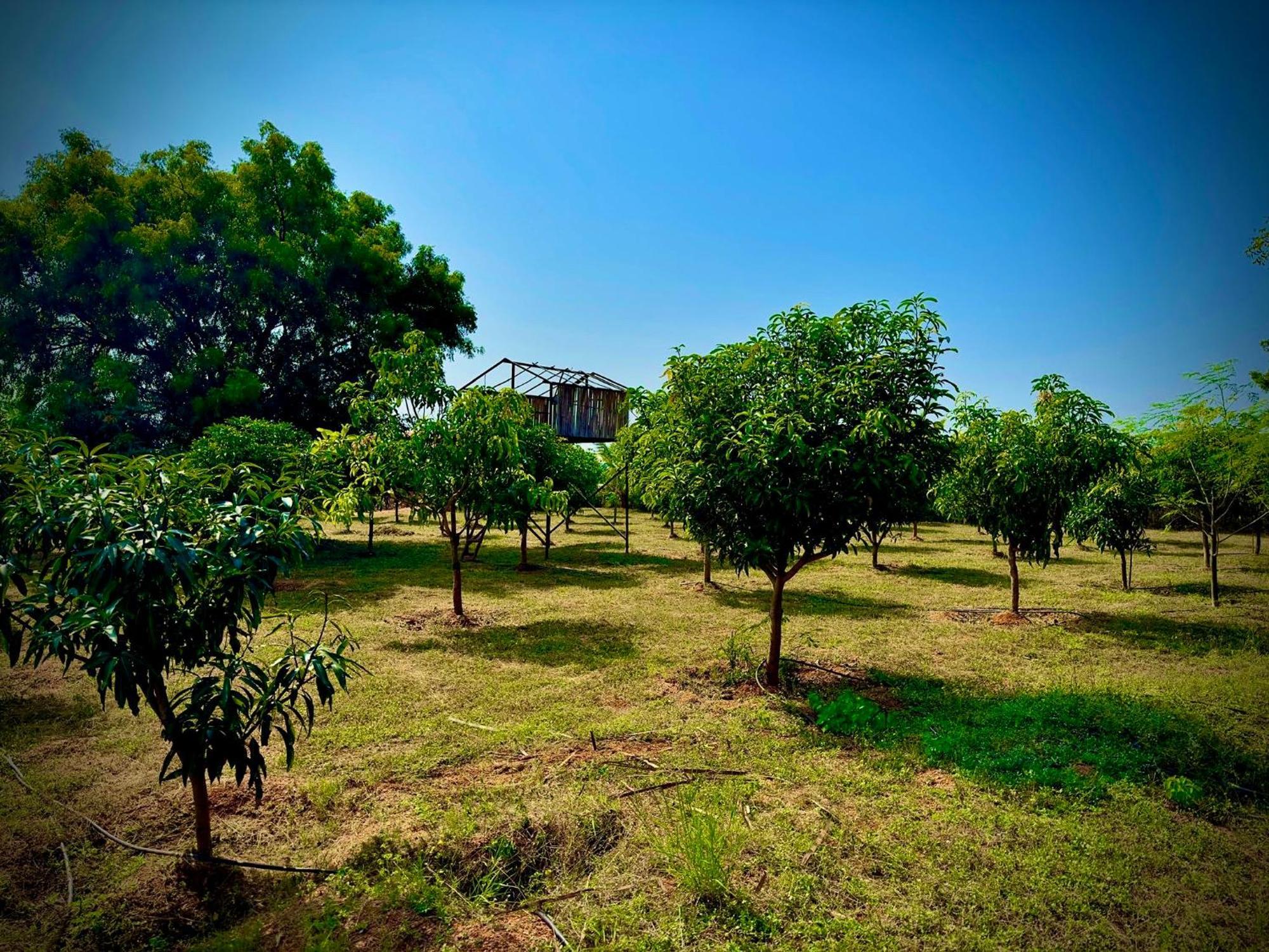 Mangohut Farmhouse Pool Villa Hyderabad Ngoại thất bức ảnh